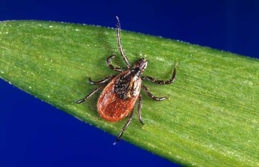 backlegged tick